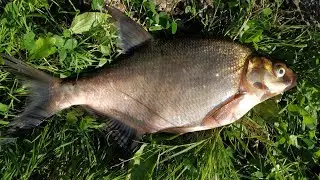 FISHERMEN! HOW AND WHAT I USE TO CATCH BREAM 😉 WITH LARD AND FOAM RUBBER WITH GARLIC 🤭 MY COMPETI...