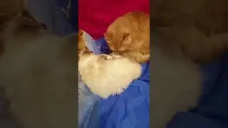 Рыжий Кот 🐈 ухаживает за кошечкой .
