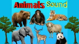 Forest Animals with Their Sounds || Learn Forest Animals || Animals Sounds