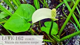 🌼Каллы на нашем озере | LIVE 162