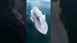 Dünyanın ən böyük canlısı mavi balina 200 ton
