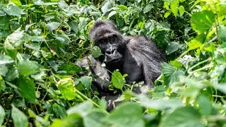 Gorilla Trekking in the Congo (DRC) - Kahuzi Biega National Park