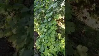 ЭмЭко и виноград