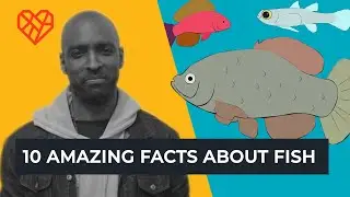 10 Amazing Facts About Fish