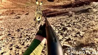 ÇELİK YELEKLİ TAVŞAN | KEKLİK AVI ÇOK NET GÖRÜNTÜLER | HARE HUNTING | PARTRIDGE HUNTING | صيد الارنب