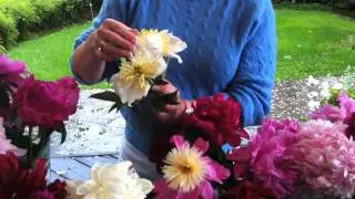 Growing Peonies in California