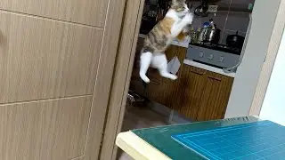 How High can Cat Jump? 