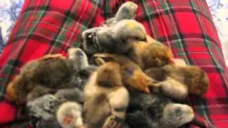 Chicks Sleeping