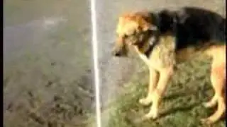Louis CK's stupid dog