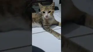 Kucing Preman dasar 🤣 Datang setiap jam stngh 10 malam. Minta emam. 🤭🫶🤣
