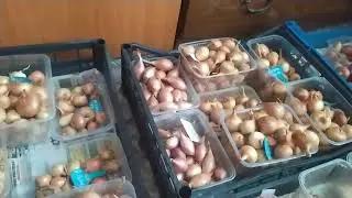 весна 2024 , мой лук шалот