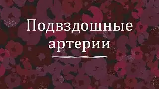 Общие подвздошные артерии, наружная и внутренняя подвздошные артерии