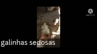 GALINHAS SEDOSA , GALINHAS PE DURO