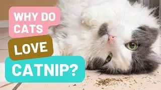 Why Do Cats Love Catnip?