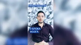 3 блока мозга
