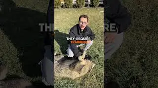 They ar not only large dogs, they are also very intelligent dogs #caucasianshepherd #dog