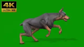 040 - Green Screen | Chroma Key | Animal 4K | Dog