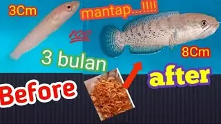 Channa Stewartii Karbianglong baby || perawatan selama 3 bulan