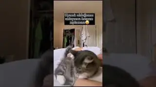 These animals are really smart #cat #pets #4kviral