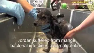 Человечность