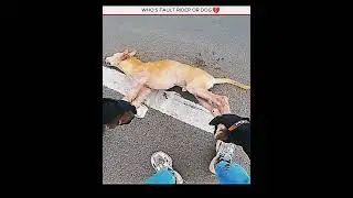 WHO'S FAULT RIDER OR DOG ❓😫 