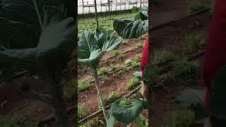 Yaprak lahana hasatı 