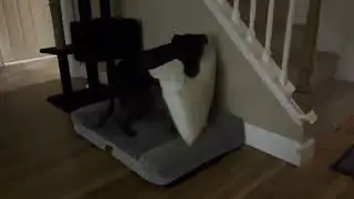 PILLOW FIGHT!