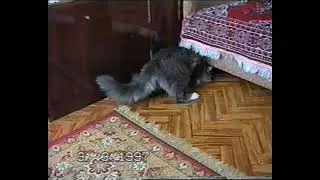 March 3, 1997. Lesozavodsk, our cat