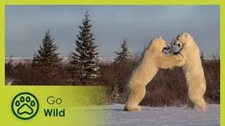 A Summer with Polar Bears at the Hudson Bay, Canada | Fascinating Places | Go Wild