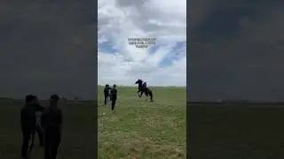 ЭКСКЛЮЗИВ 16. Асау үйрету #horse #асау #лошади #кони #айгыр #жылқылар #палуан #жеребец