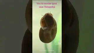 O SonicFlix - Episódio 12