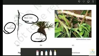 The Root || Ch-5 || Class 11th ||Morphology of flowering plants