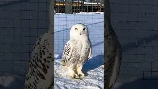 Тренировки сов Афины и Ареса 😼