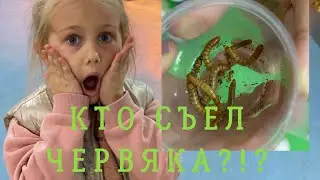 Детское видео о животных Идем в контактный зоопарк  Кто же съел червяка Кормим животных