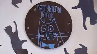 Мастер-класс «Забота о дворовых котах и кошках»