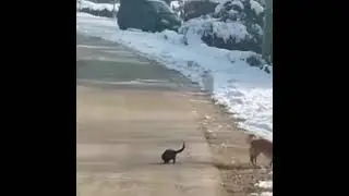 верный друг и нянька