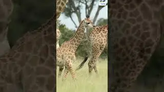 😯DID YOU KNOW? Giraffes Sleep ONLY 5 Mins In a Day? #giraffe #giraffefacts