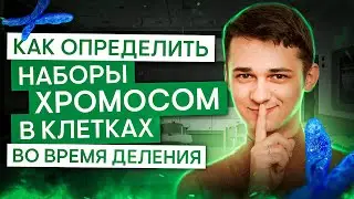 How to determine the chromosome sets in cells during division? | Misha Gis | Unified State Exam 2...