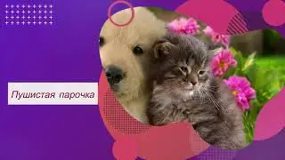 Пушистые друзья