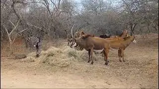 Zebra Loverboy has found a new crew to hang out with