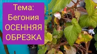 Tuberous begonias in autumn. How to prune begonias. An individual approach to each begonia.