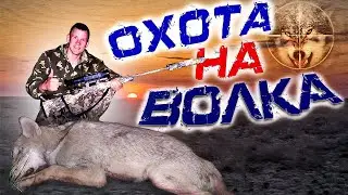 WOLF HUNT in autumn 2021. Wolves have become brazen, farmers are crying. Wolfsjagd