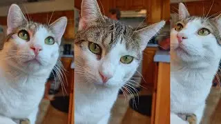 Cat Playing Fetch | Cute Animal Videos (2022) ~ Savannah Rae Sisk