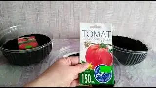 Как сеять томаты без дальнейшей пересадки по горшочкам.