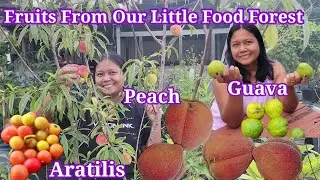 Harvest today: Peach, Guava, Miracle fruit, Aratilis or Jamaican cherry