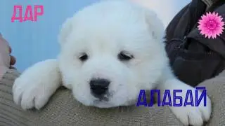 ВЕСЕЛЫЙ  АЛАБАЙ  ПО  КЛИЧКЕ  ДАР.