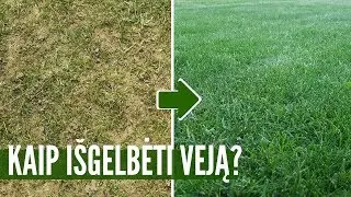Probleminės vejos priežiūra: priežastys ir konkretus veiksmų planas