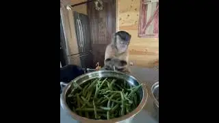 インゲン豆を折り続ける猿（時々食べる！）
