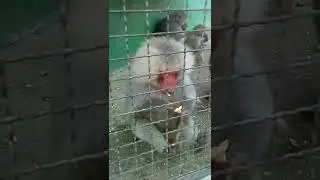 Обезьяна Чичичи