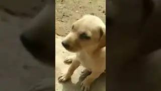 ❤️ Love street dog#🐕 puppy crying